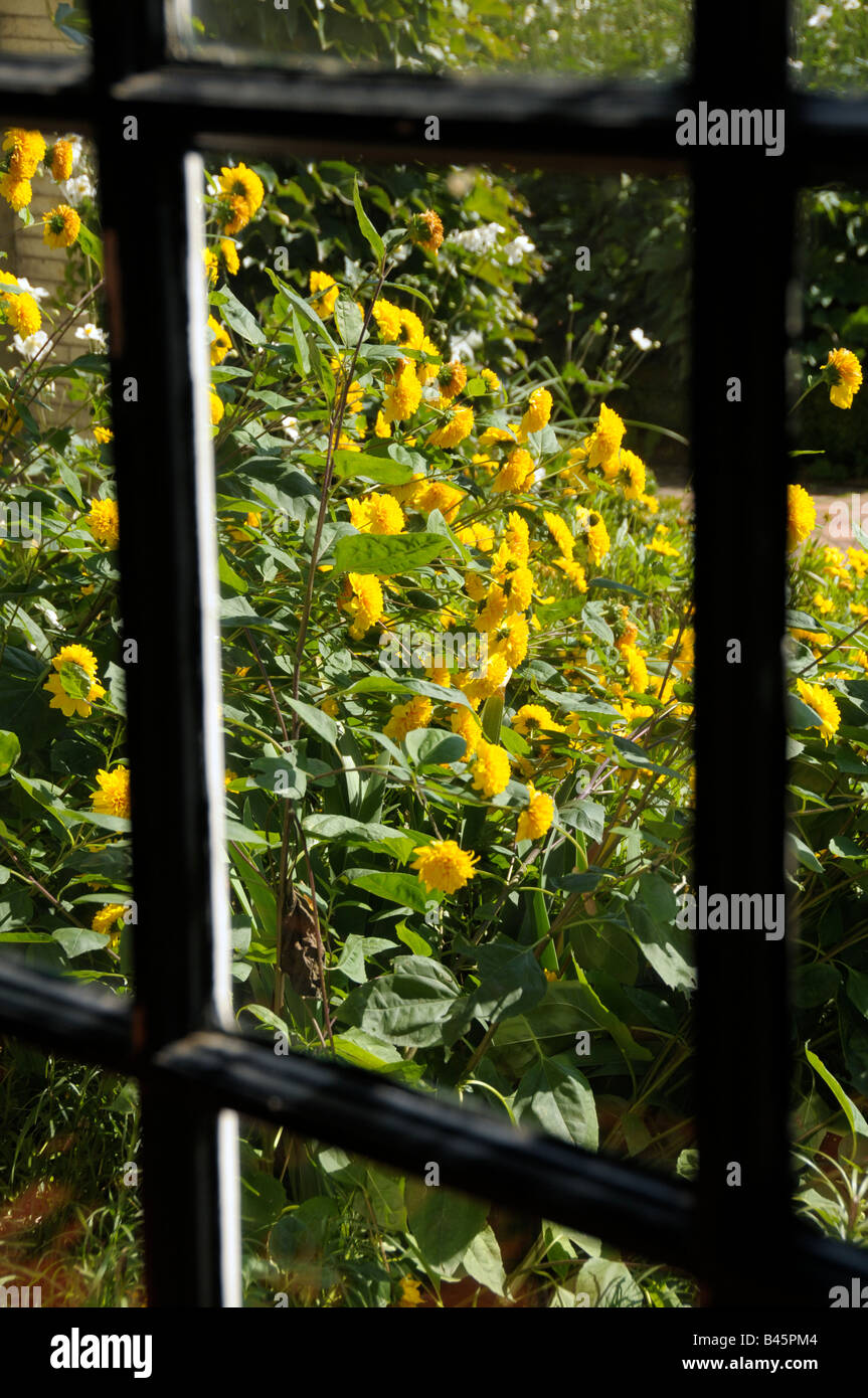 Hardy yellow mums (Chrysanthemum) seen through window. Stock Photo