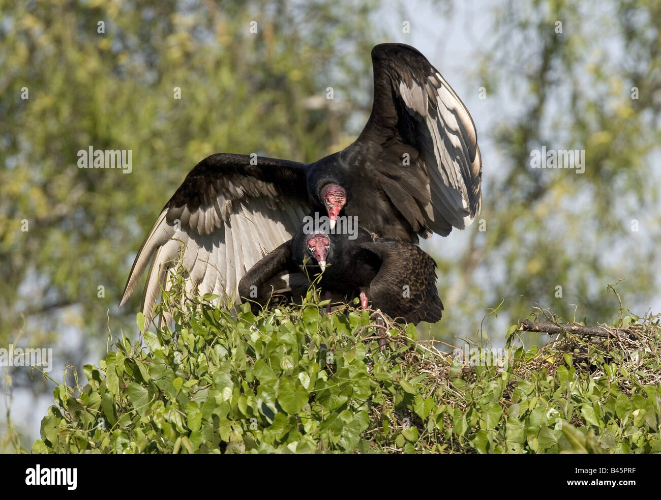 zoology / animals, avian / bird, Cathartidae, Turkey Vulture (Cathartes