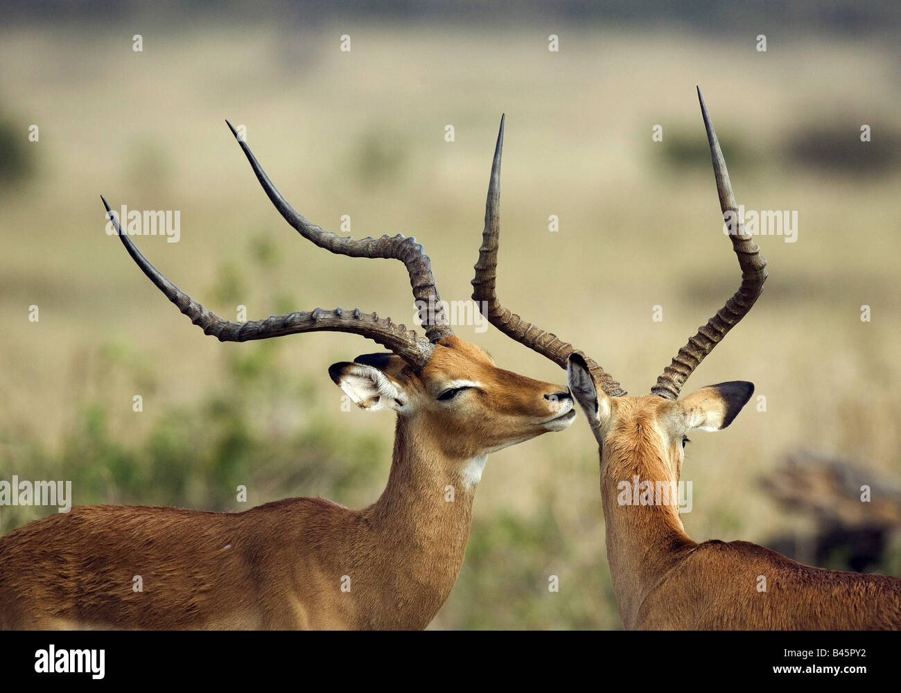zoology / animals, mammal / mammalian, Bovidae, Impala (Aepyceros