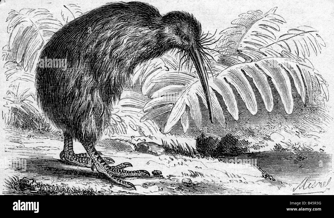 zoology/animal, birds, Kiwi (Apteryx australis), engraving, Germany 19th century, New Zealand & Stewart Islands, bird, animals,   historic, historical, Stock Photo