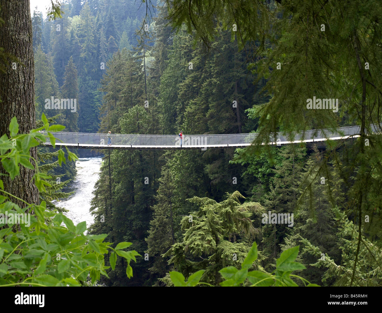 Swinging Bridge Vancouver Stock Photos Swinging Bridge