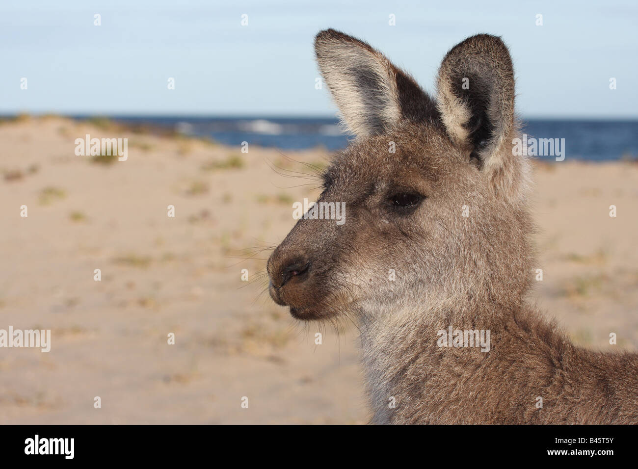 kangaroo on beach Stock Photo