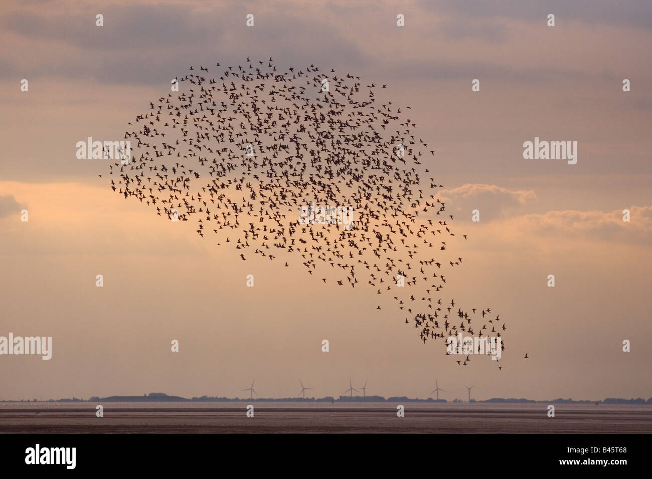 Knot Flock in flight The Wash Norfolk UK Stock Photo - Alamy