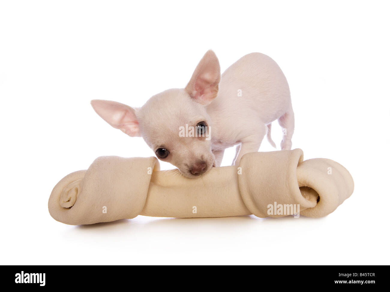 Cute cream color shorthaired Chihuahua puppy chewing on big bone
