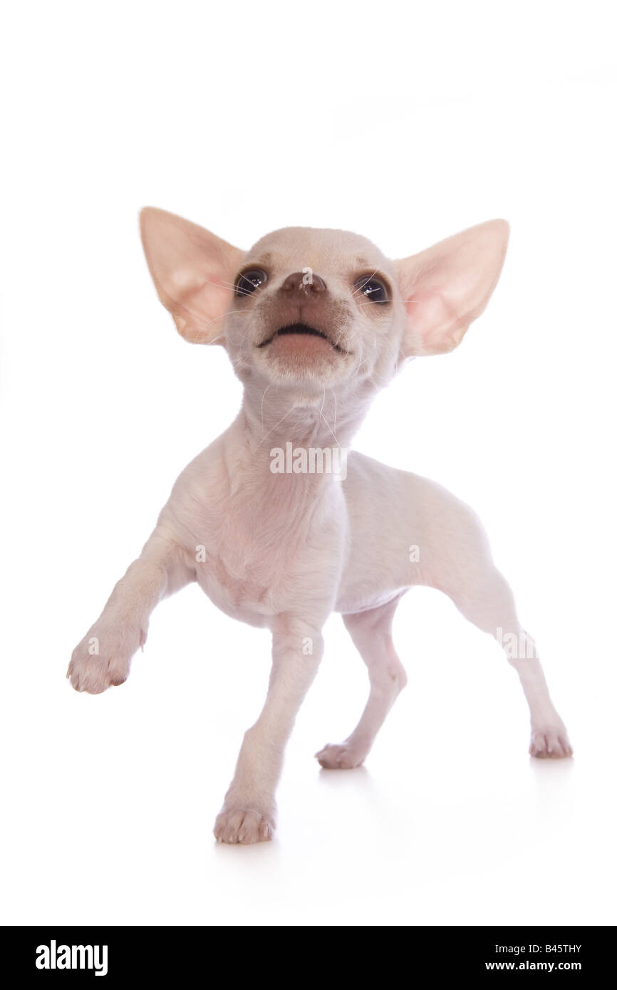 Cute cream color shorthaired Chihuahua puppy looking up with paw up isolated on white background Stock Photo