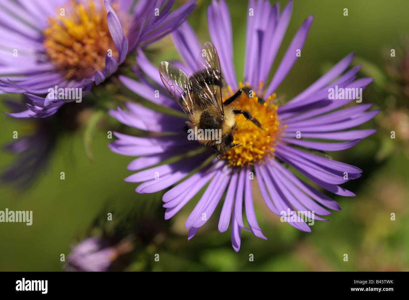 Bumble bee collecting nectar from blue aster. Stock Photo
