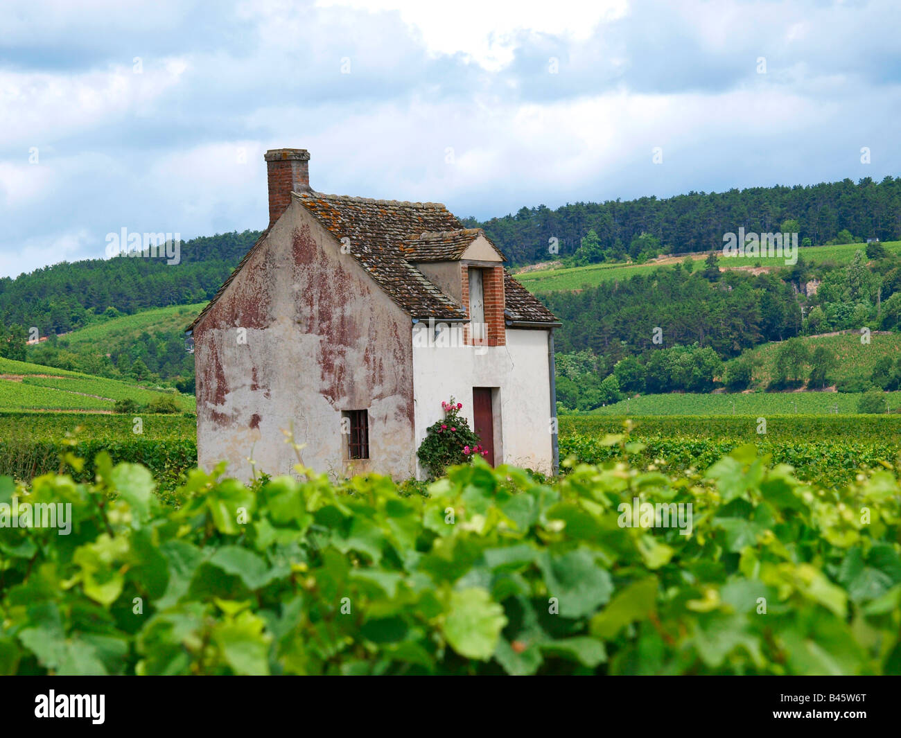 vine yards in Burgundy, France Stock Photo