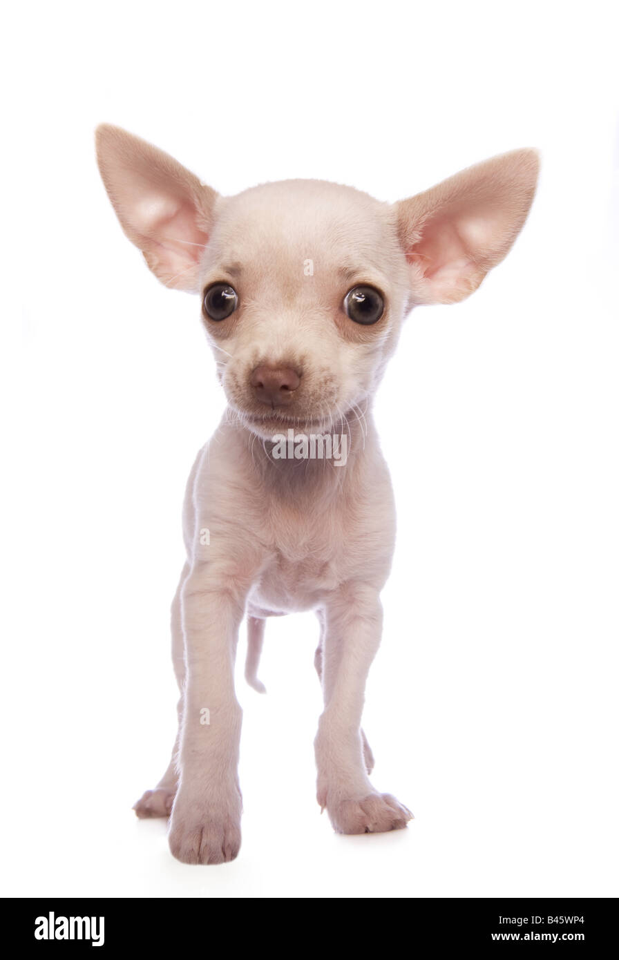 Shorthair chihuahuas hi-res stock photography and images - Alamy