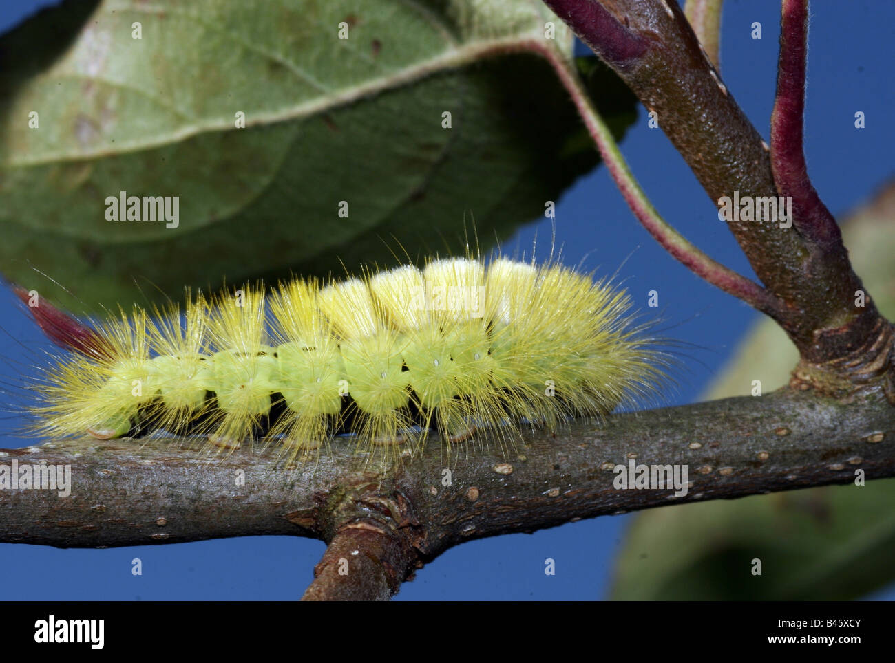 zoology / animals, insect, butterflies, pale tussock moth, (Dasychira pudibunda), growth, yellow caterpillar on branch, distribution: Europe, Central Asia, Additional-Rights-Clearance-Info-Not-Available Stock Photo
