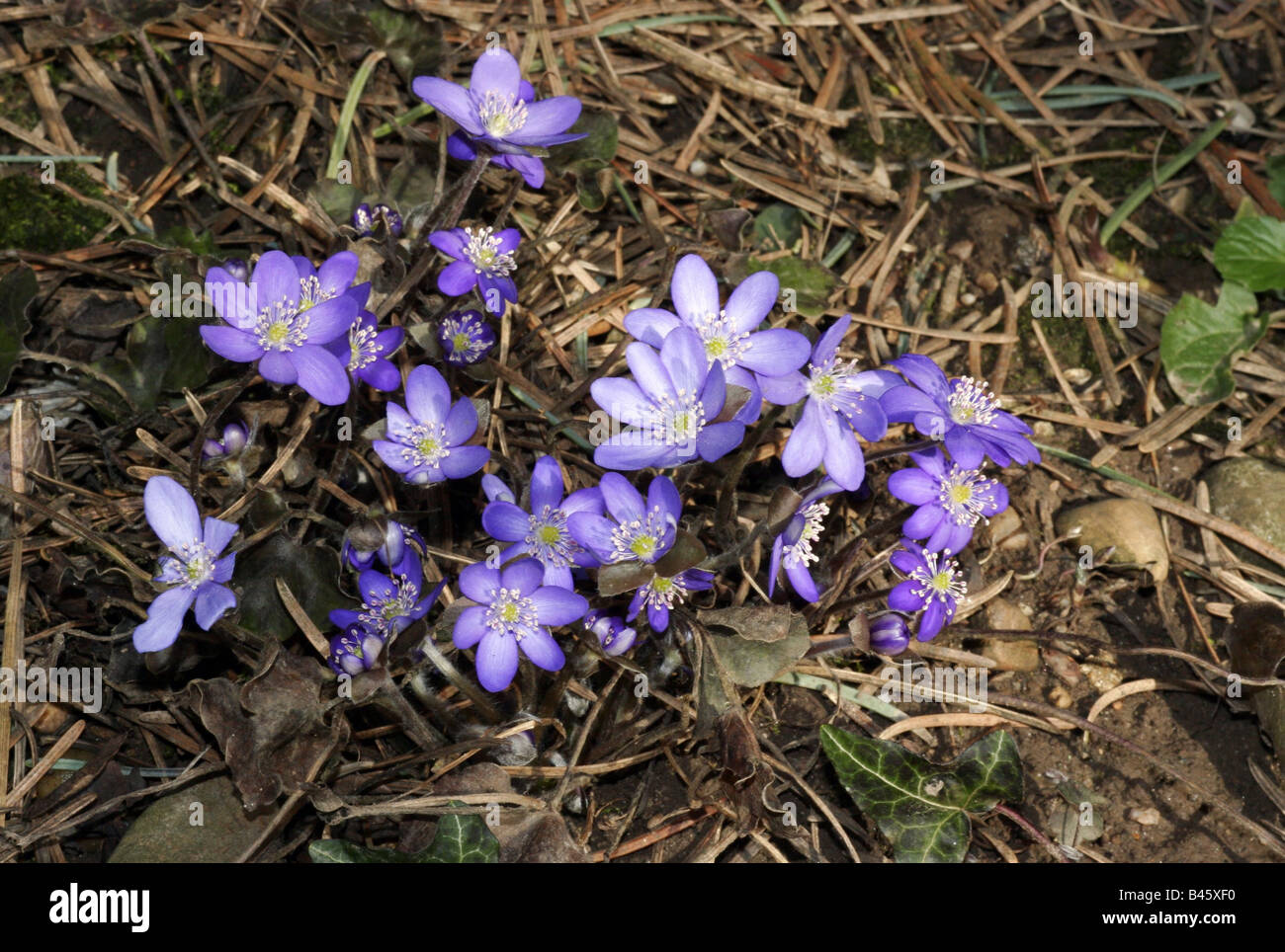 botany, Hepatica, Common Hepatica, (Hepatica nobilis), on woodground, Additional-Rights-Clearance-Info-Not-Available Stock Photo