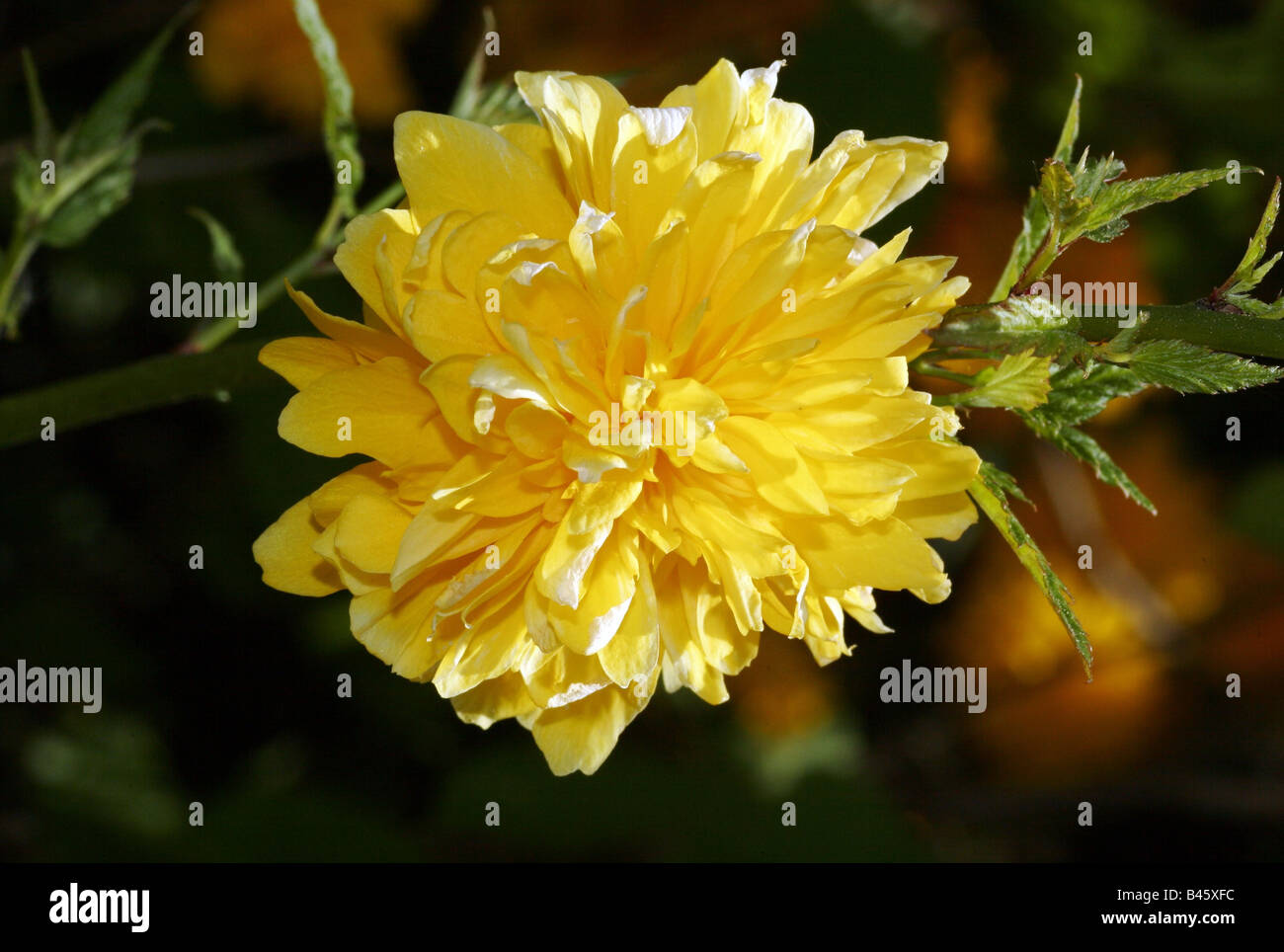 botany, Ranunculaceae, yellow blossom, Additional-Rights-Clearance-Info-Not-Available Stock Photo