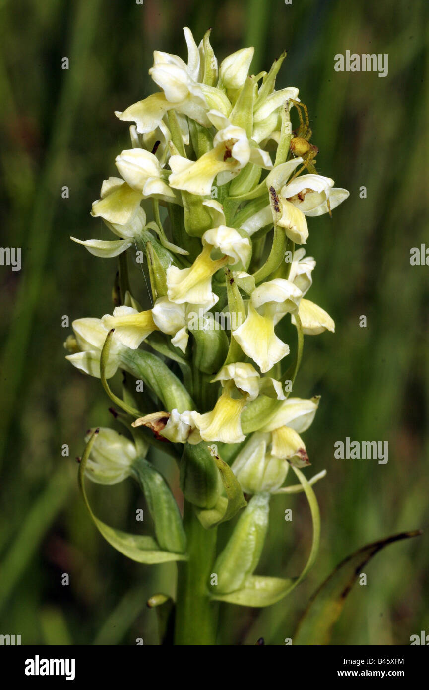 botany, Dactylorhiza ochroleuca, yellow blossoms at inflorescene, Additional-Rights-Clearance-Info-Not-Available Stock Photo