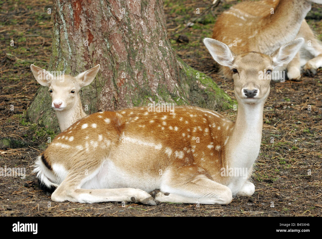 zoology / animals, mammal / mammalian, deers, Fallow Deer, (Cervus dama), deers, sitting, standing on meadow, distribution: Europe, Asia, Additional-Rights-Clearance-Info-Not-Available Stock Photo