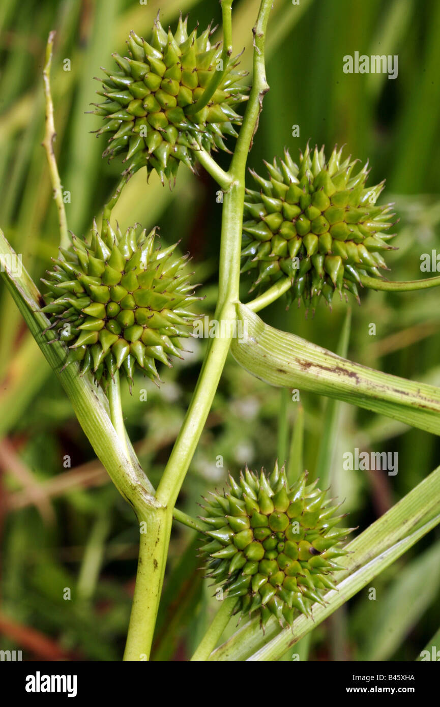 botany, Bur-reed, (Sparganium), Sparganium erectum, seed head, close-up, Additional-Rights-Clearance-Info-Not-Available Stock Photo