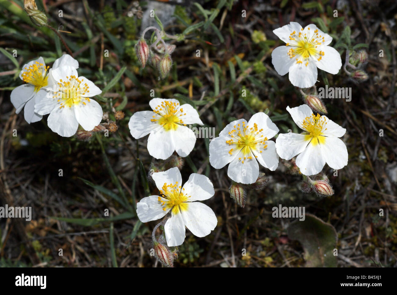 botany, sunrose, (Helianthemum), species: 