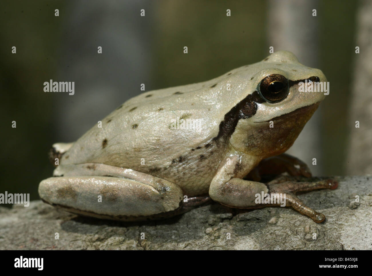 zoology / animals, amphibia, frogs, Mediterranean Tree Frog (Hyla meridionalis), sitting on tree trunk, distribution: Western Mediterranean, Additional-Rights-Clearance-Info-Not-Available Stock Photo