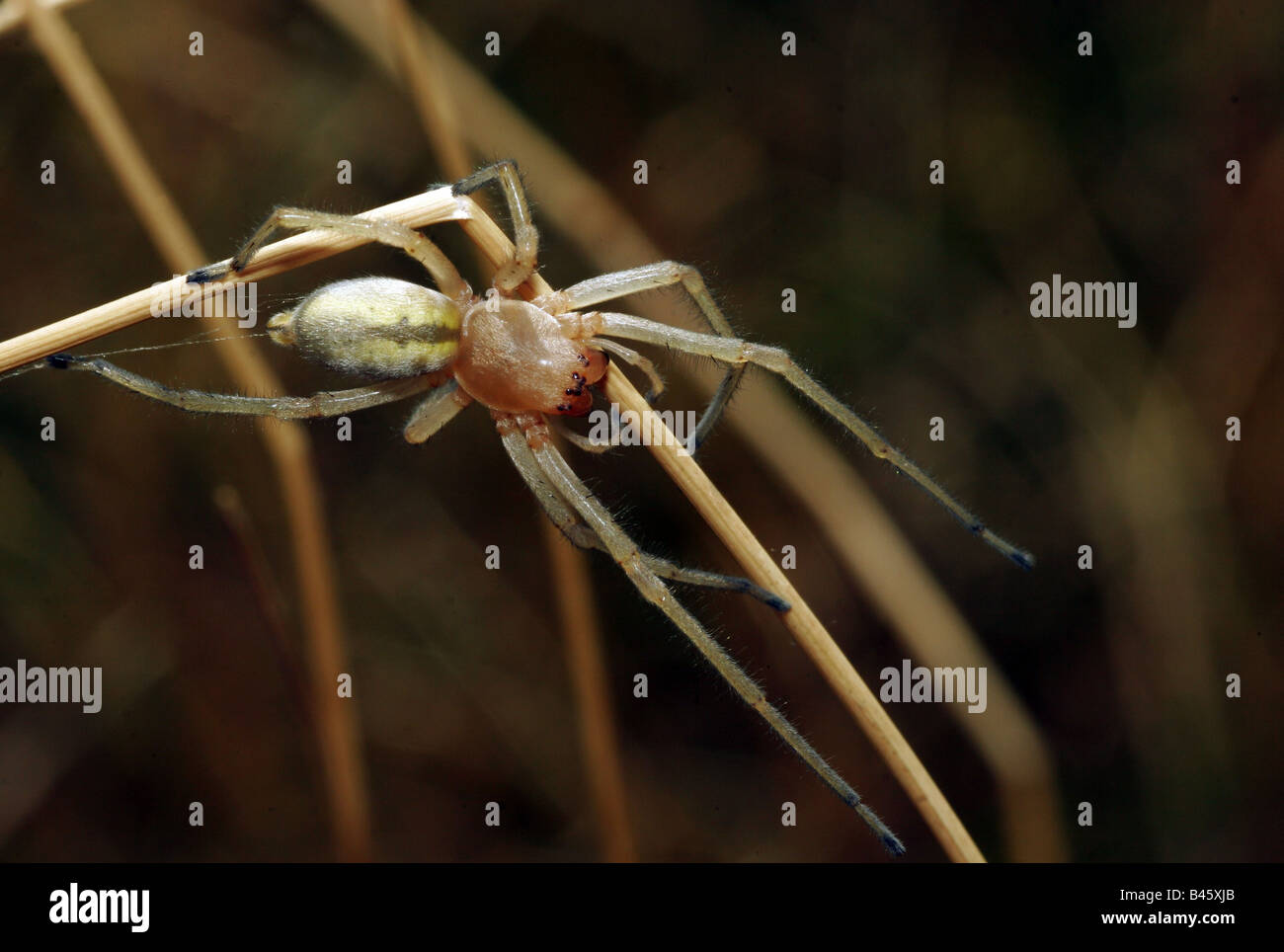 zoology / animals, arachnid, spiders, Yellow Sack Spider (Cheiracanthium punctorium), sitting at blade of grass, distribution: Central Europe to Asia, Additional-Rights-Clearance-Info-Not-Available Stock Photo