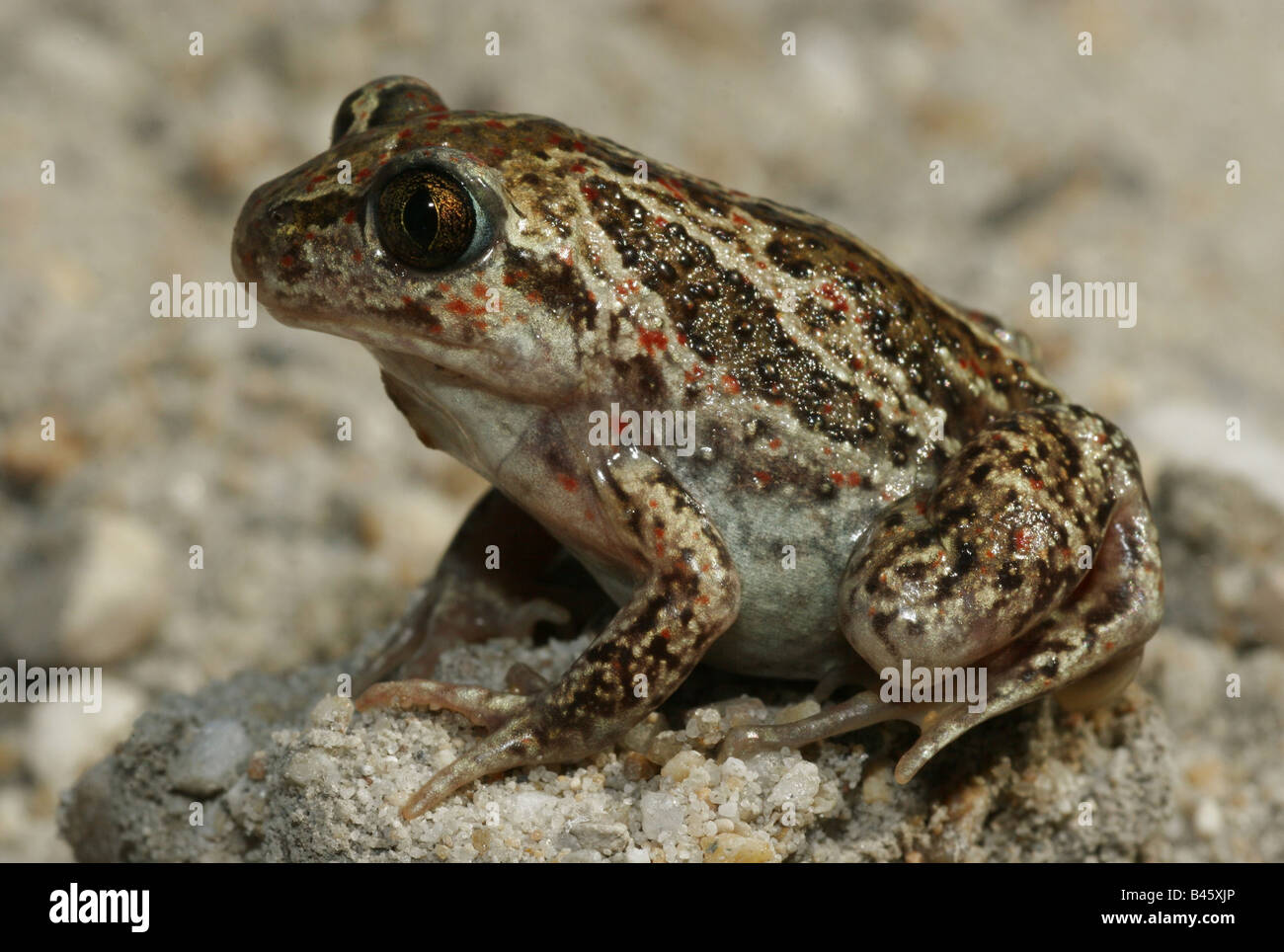 zoology / animals, amphibian, toads, Common Spadefoot, (Pelobates