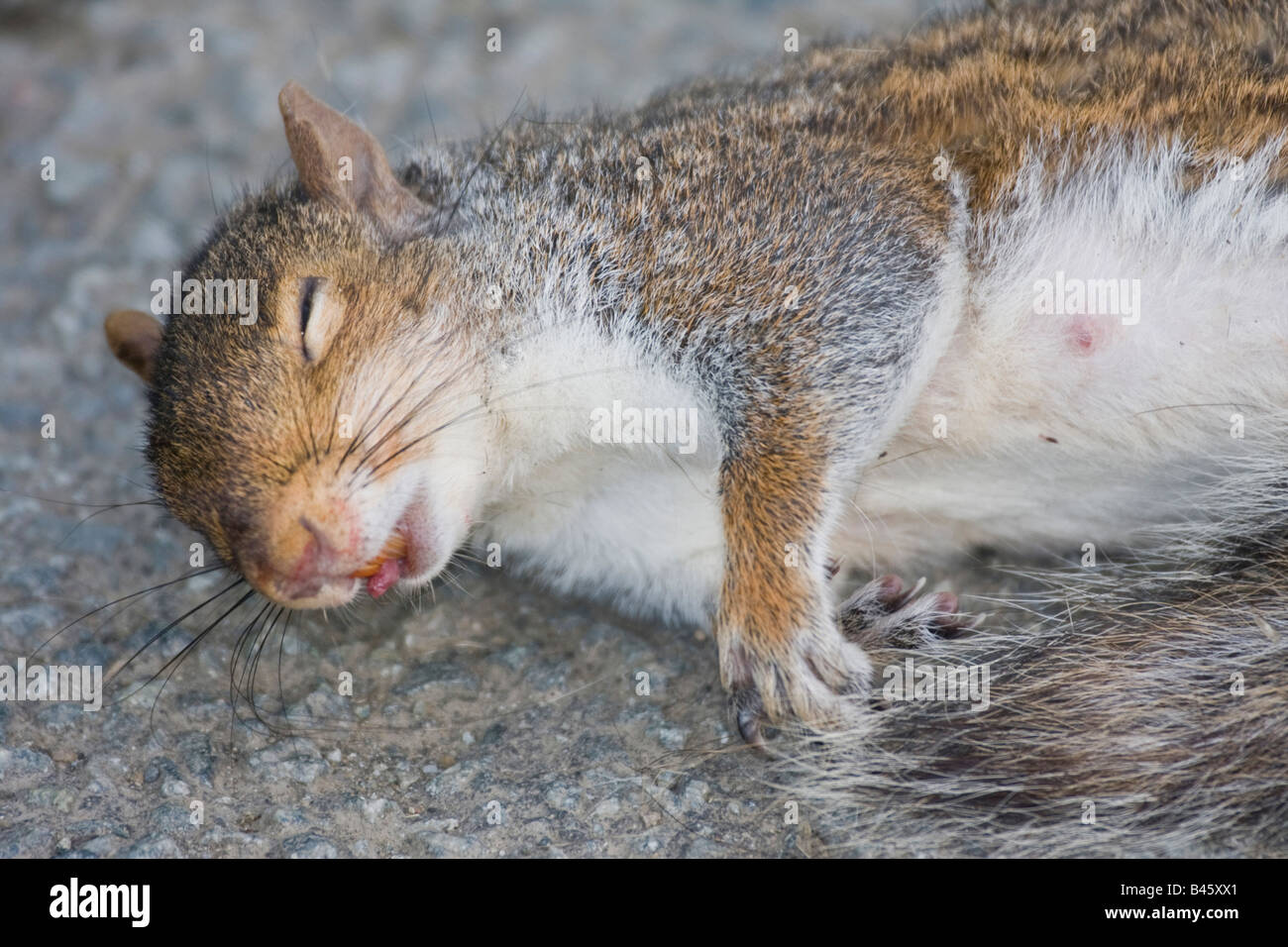 Dead grey squirrel (Sciurus Carolinensis) on road. Myxomatosis Horizontal 85194 Squirel Stock