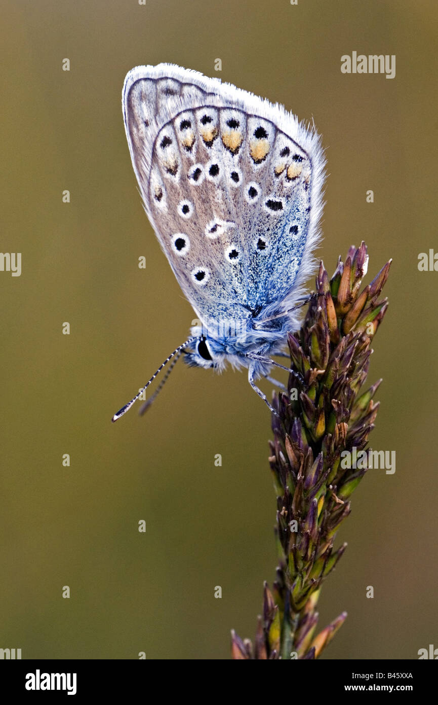 zoology / animals, insect, butterflies, Common Blue, (Polyommatus icarus), sitting on inflorescence, distribution: Europe, Northern Africa, Asia, Additional-Rights-Clearance-Info-Not-Available Stock Photo