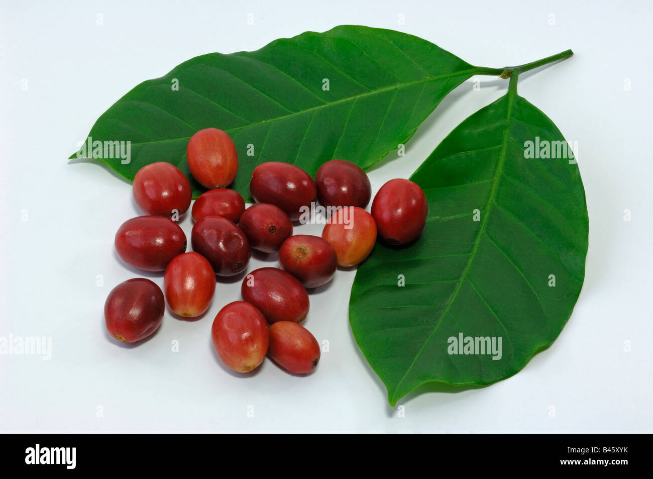 Arabica Coffee Coffea arabica leaves and ripe berries studio picture Stock Photo