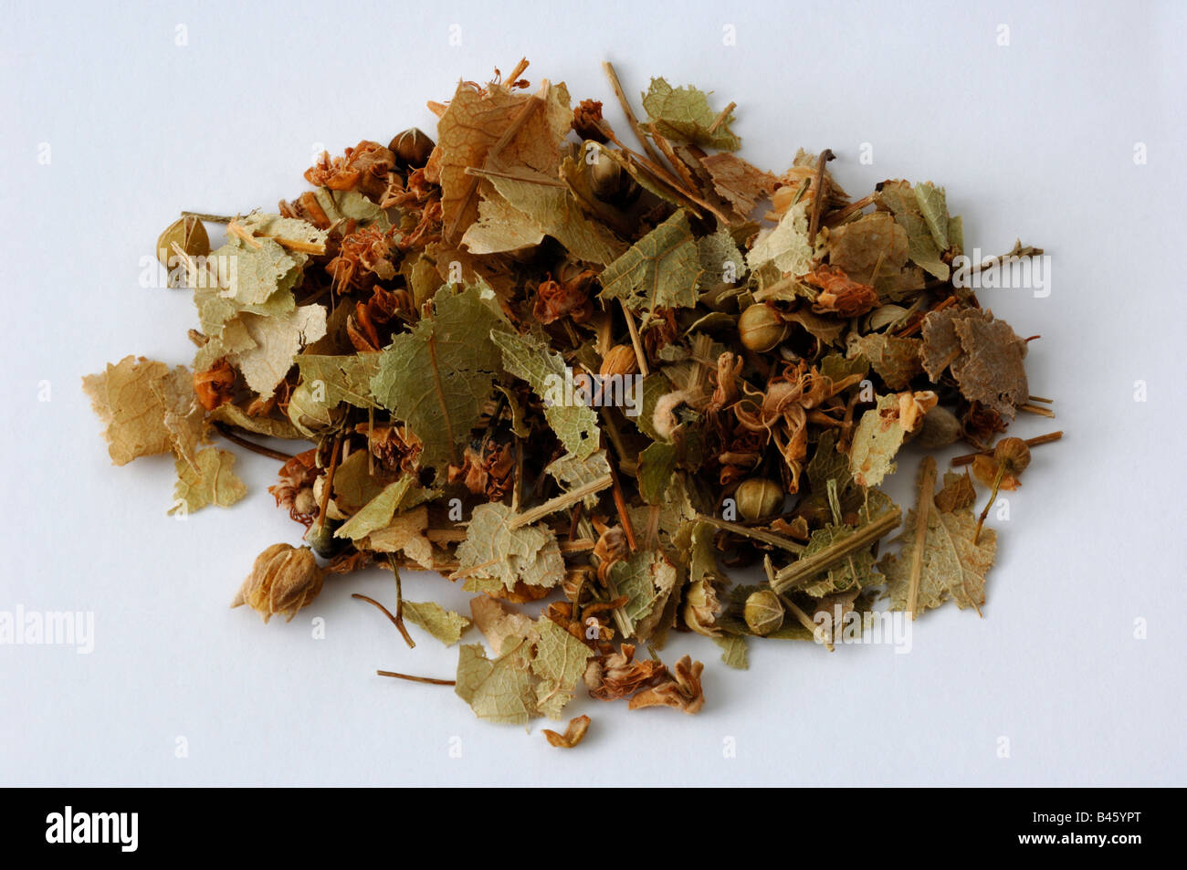 Lime (Tilia spec) dried flowers studio picture Stock Photo Alamy