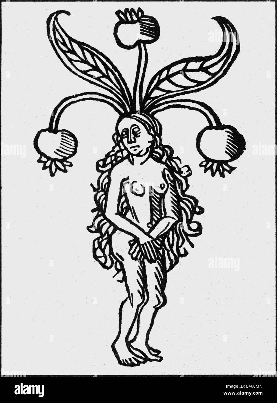 superstition, mandrake, mandrake-woman, woodcut, 14th century, Mandragora, woman, plants, middle ages, historic, historical, medieval, women, female, Stock Photo