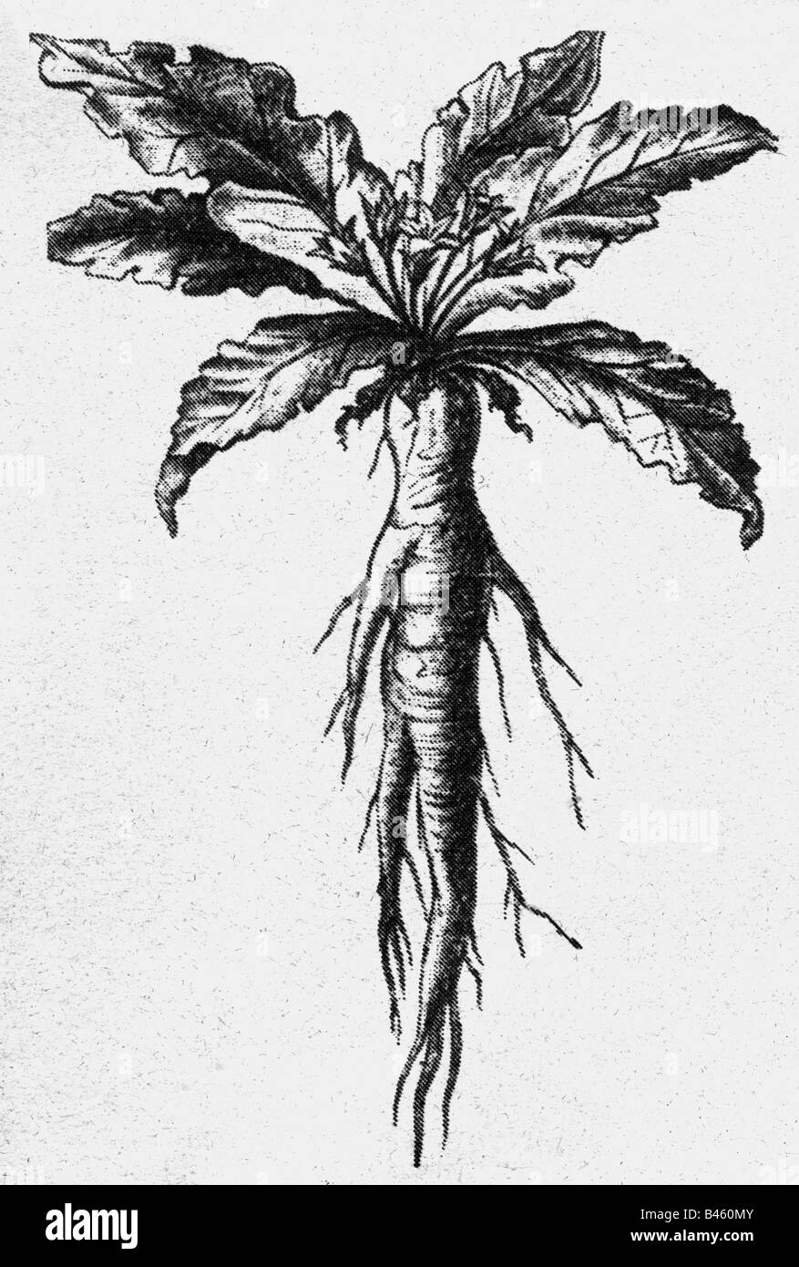 Mandrake Root Stock Illustrations – 250 Mandrake Root Stock Illustrations,  Vectors & Clipart - Dreamstime