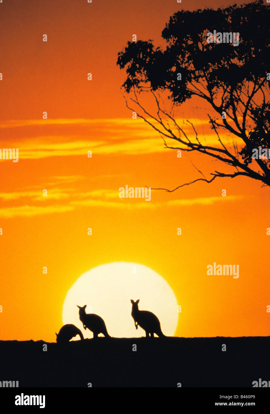 Silhouette of kangaroos against sunset, Australia Stock Photo