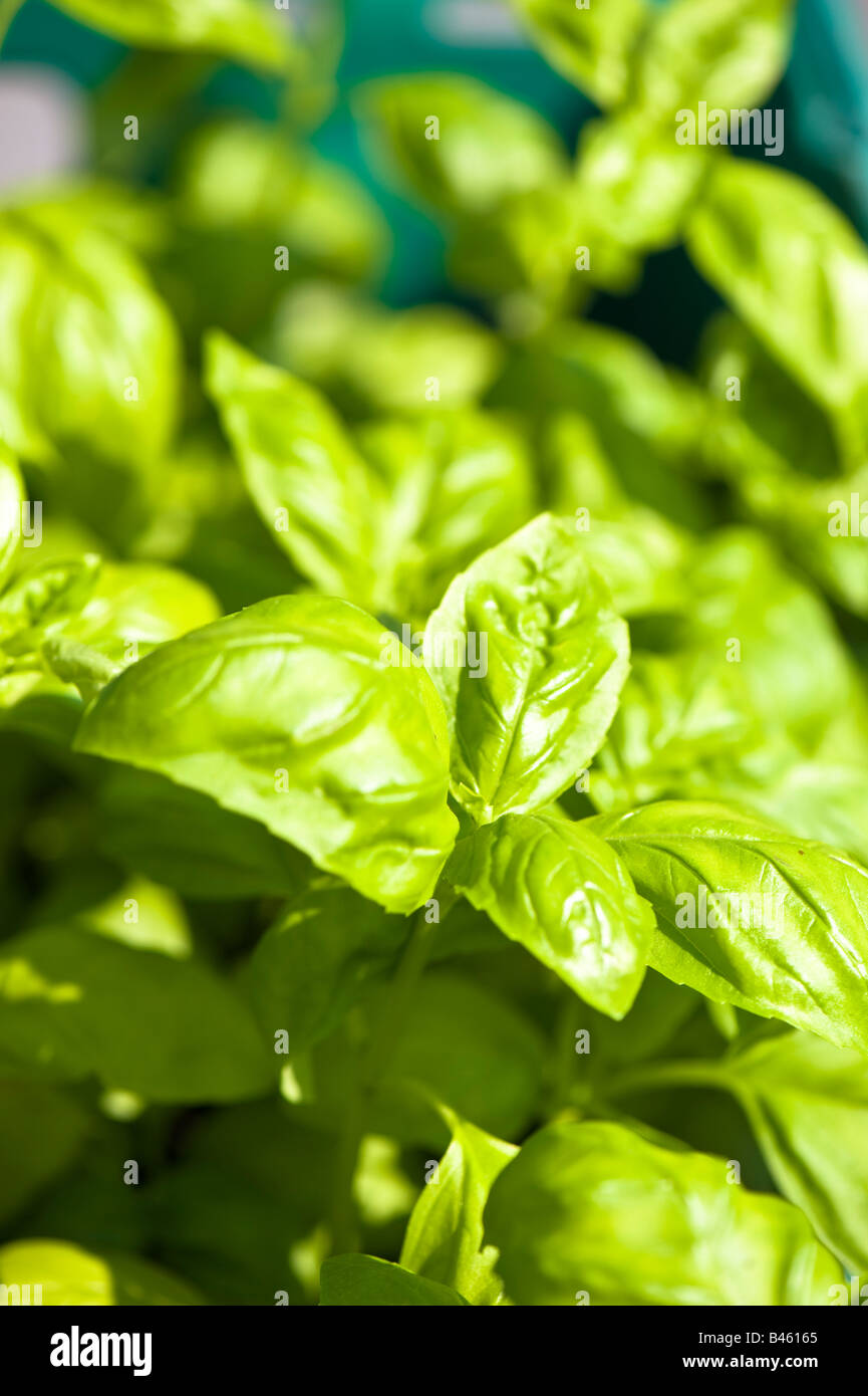 basil in pot Stock Photo Alamy