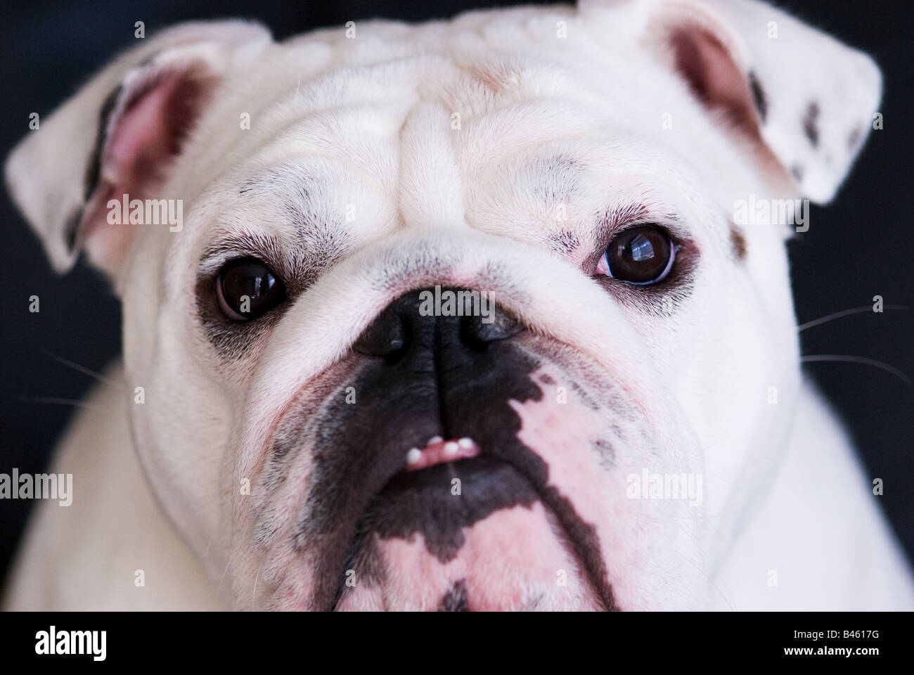 Portrait of an English Bulldog Stock Photo - Alamy