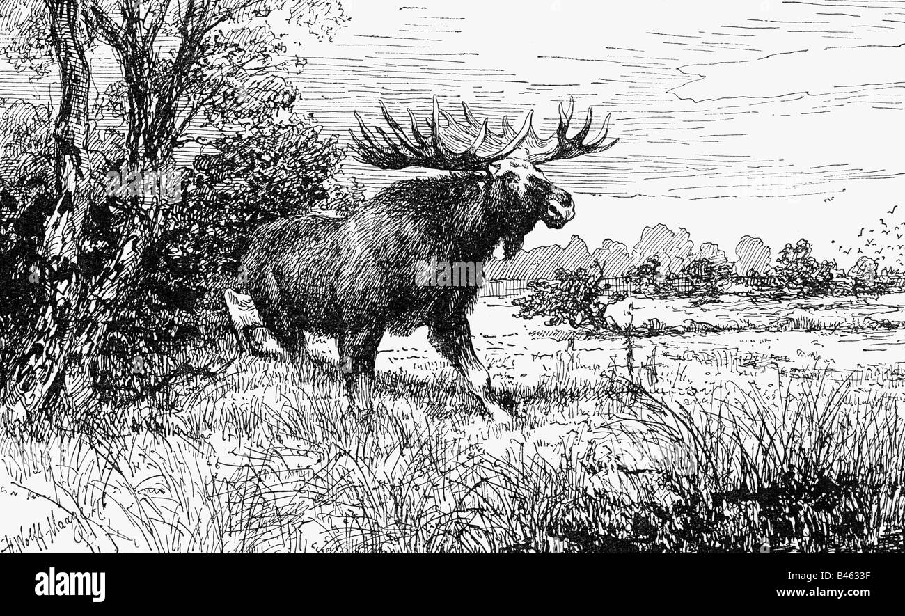 zoology / animals, mammal / mammalian, moose, (Alces alces), elk in meadow, drawing by Hugo Wolff-Maage, Germany, circa 1900, Stock Photo