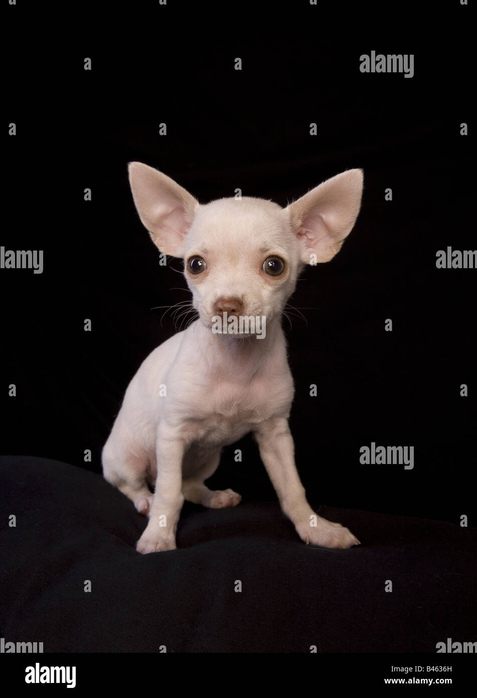 Black hairless chihuahua 2025