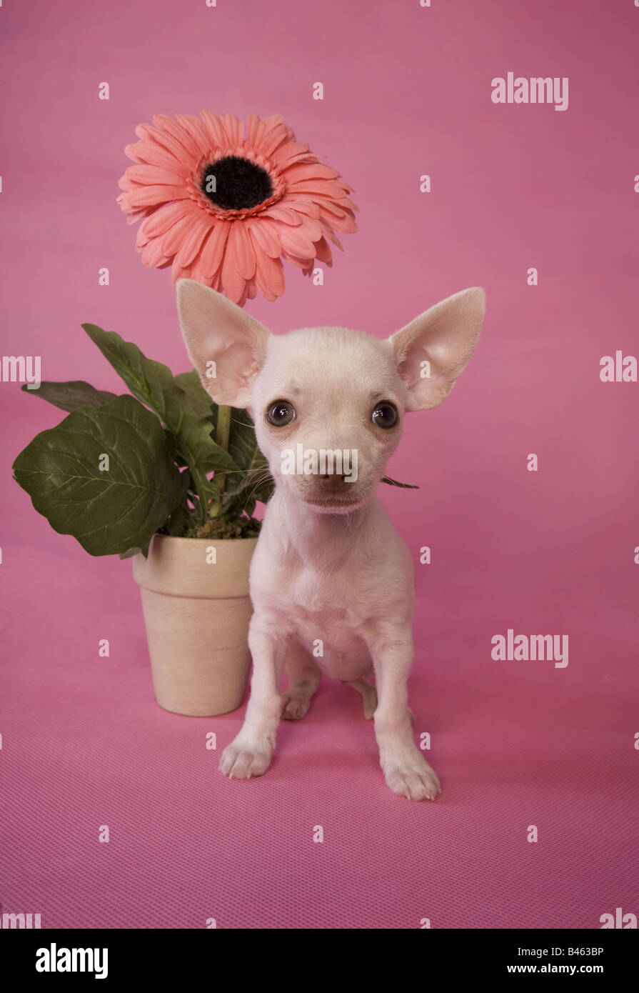 Cute Cream Color Shorthaired Chihuahua Puppy On Pink Background