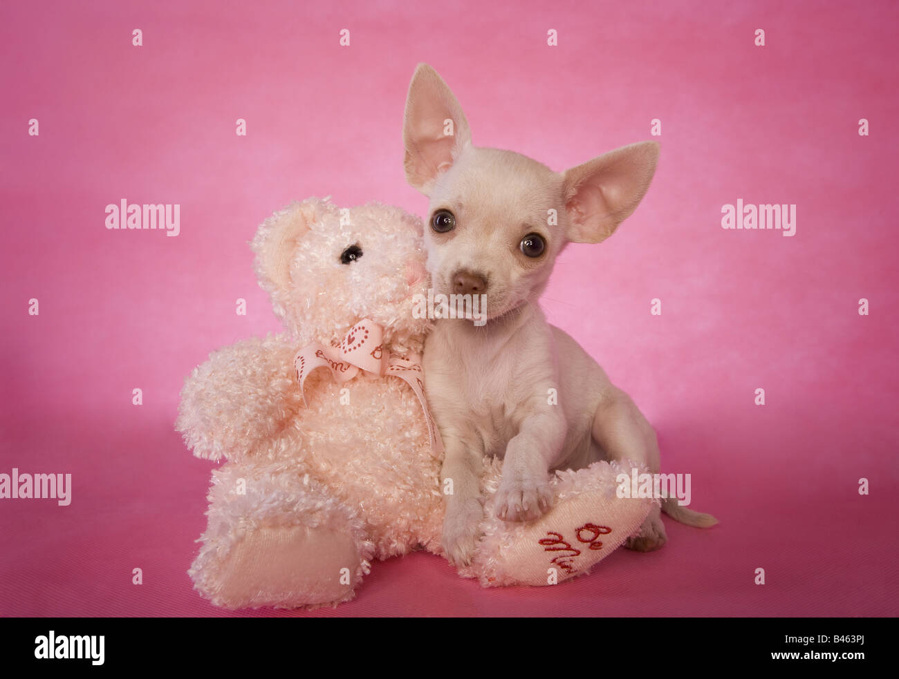 Teddy bear outlet chihuahua puppies sale