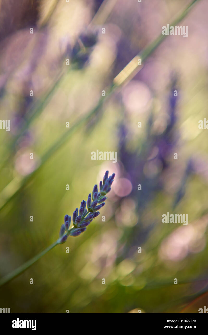 lavender, Provence, France Stock Photo