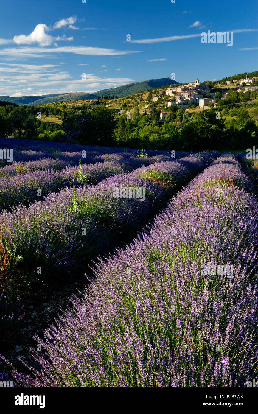 a lavender field with the village of Aurel beyond, the Vaucluse, Provence, France Stock Photo