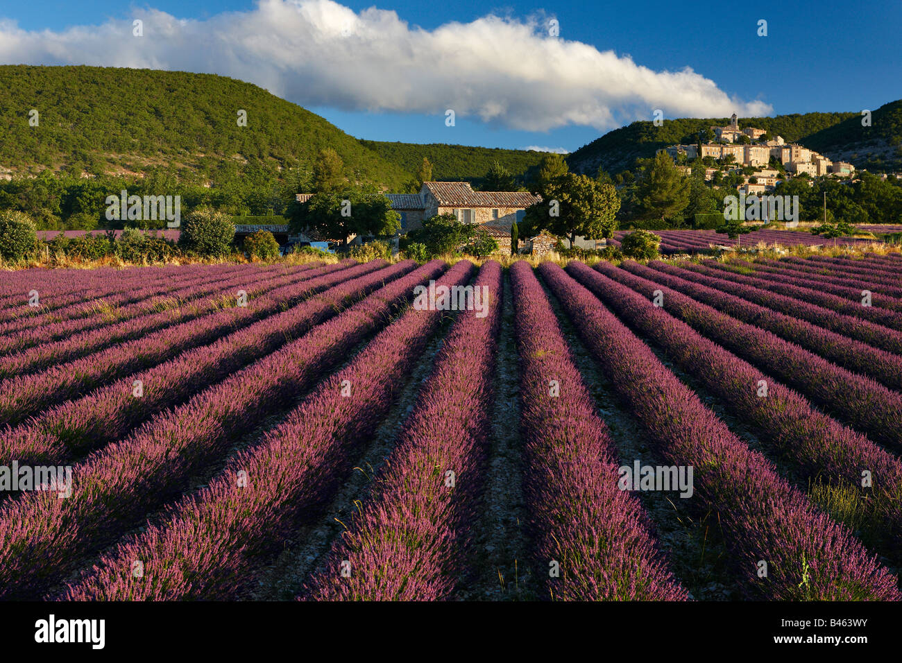 a lavender field with the village of Banon beyond, the Vaucluse, Provence, France Stock Photo