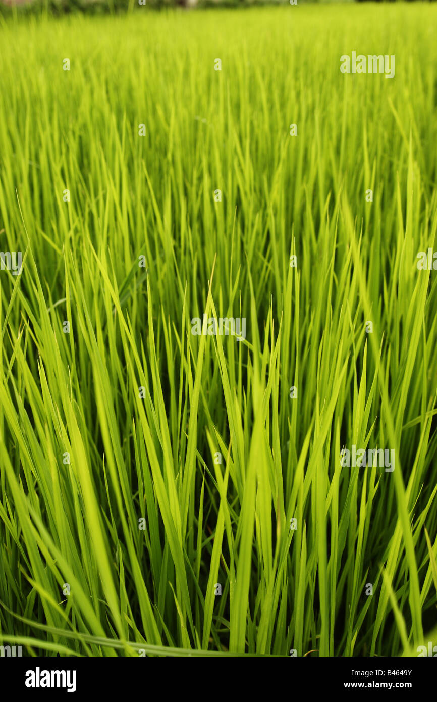 Rice paddy in Nepal Stock Photo