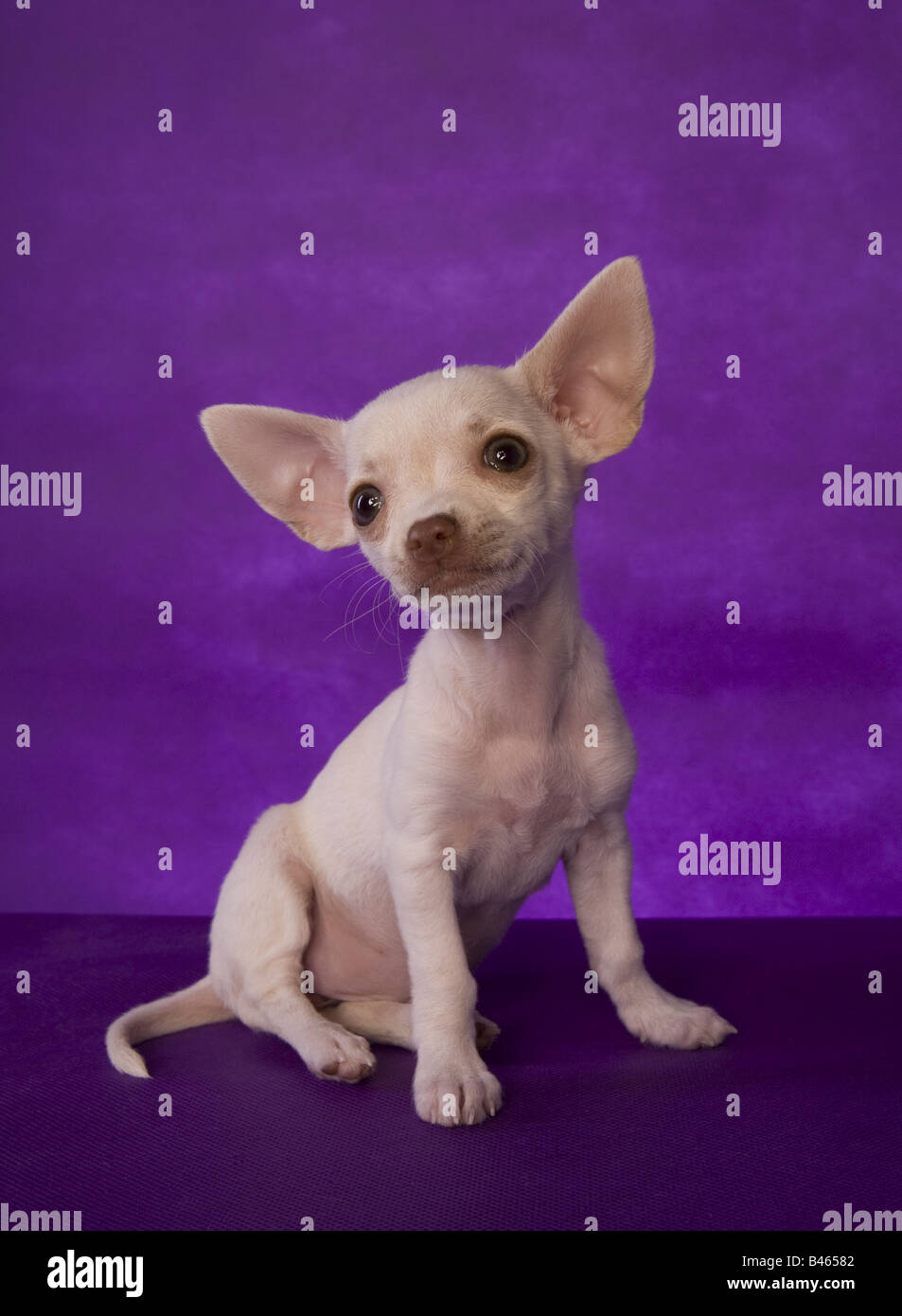 Cute cream color shorthaired Chihuahua puppy sitting on purple