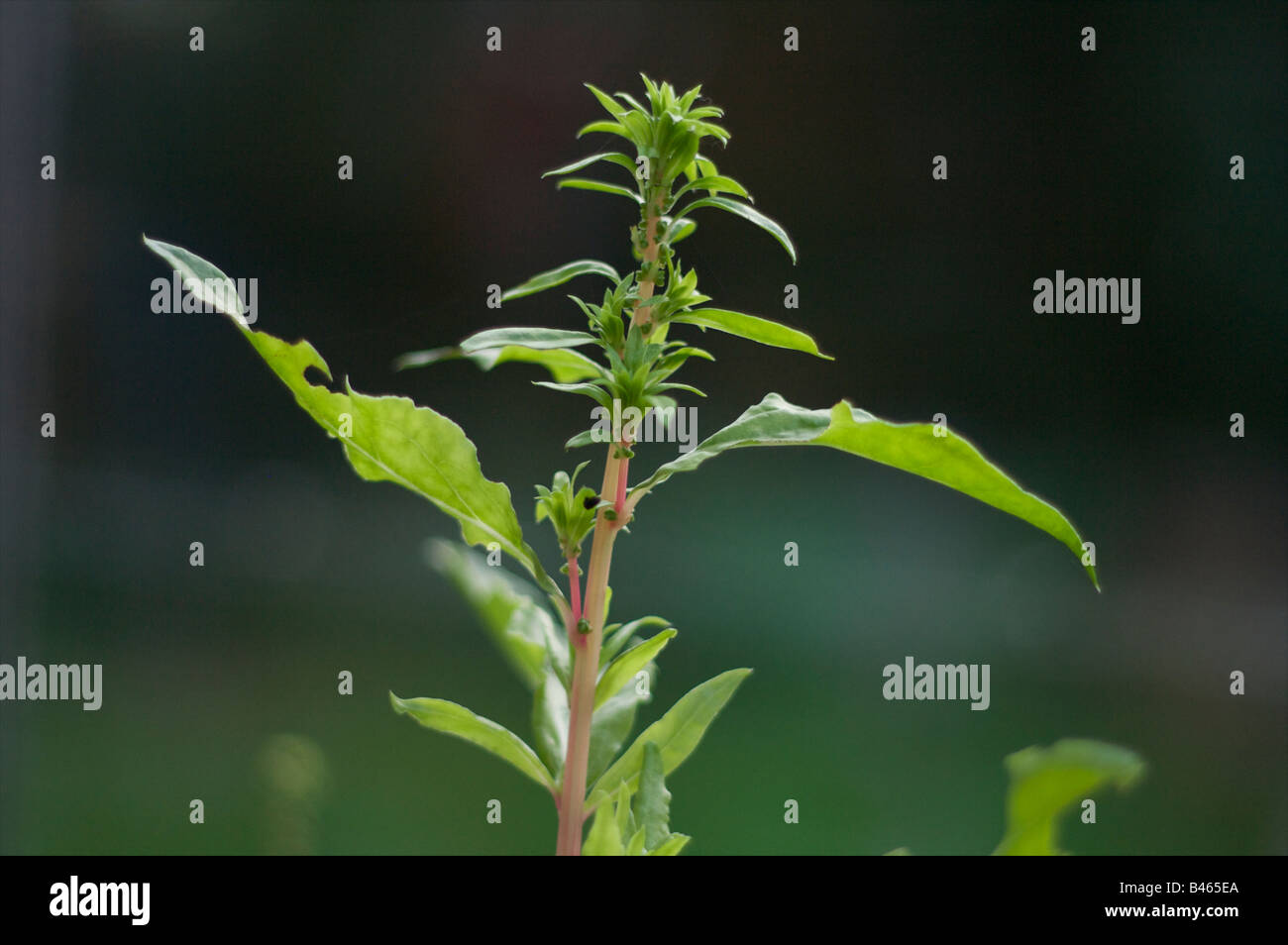 Weed leaf hi-res stock photography and images - Alamy