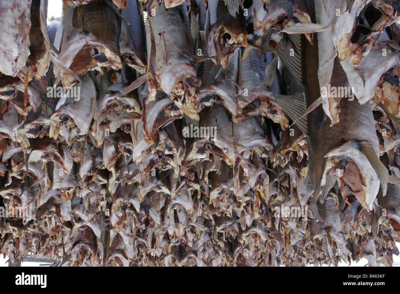 Tightly packed Cod drying Taken March Nesseby Varanger Peninsula Norway ...