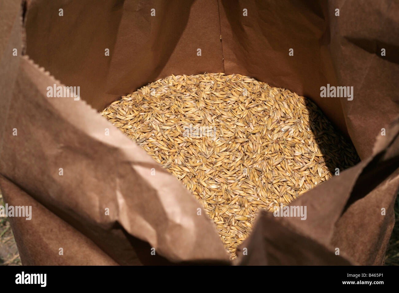 Threshed oats in a sack Stock Photo