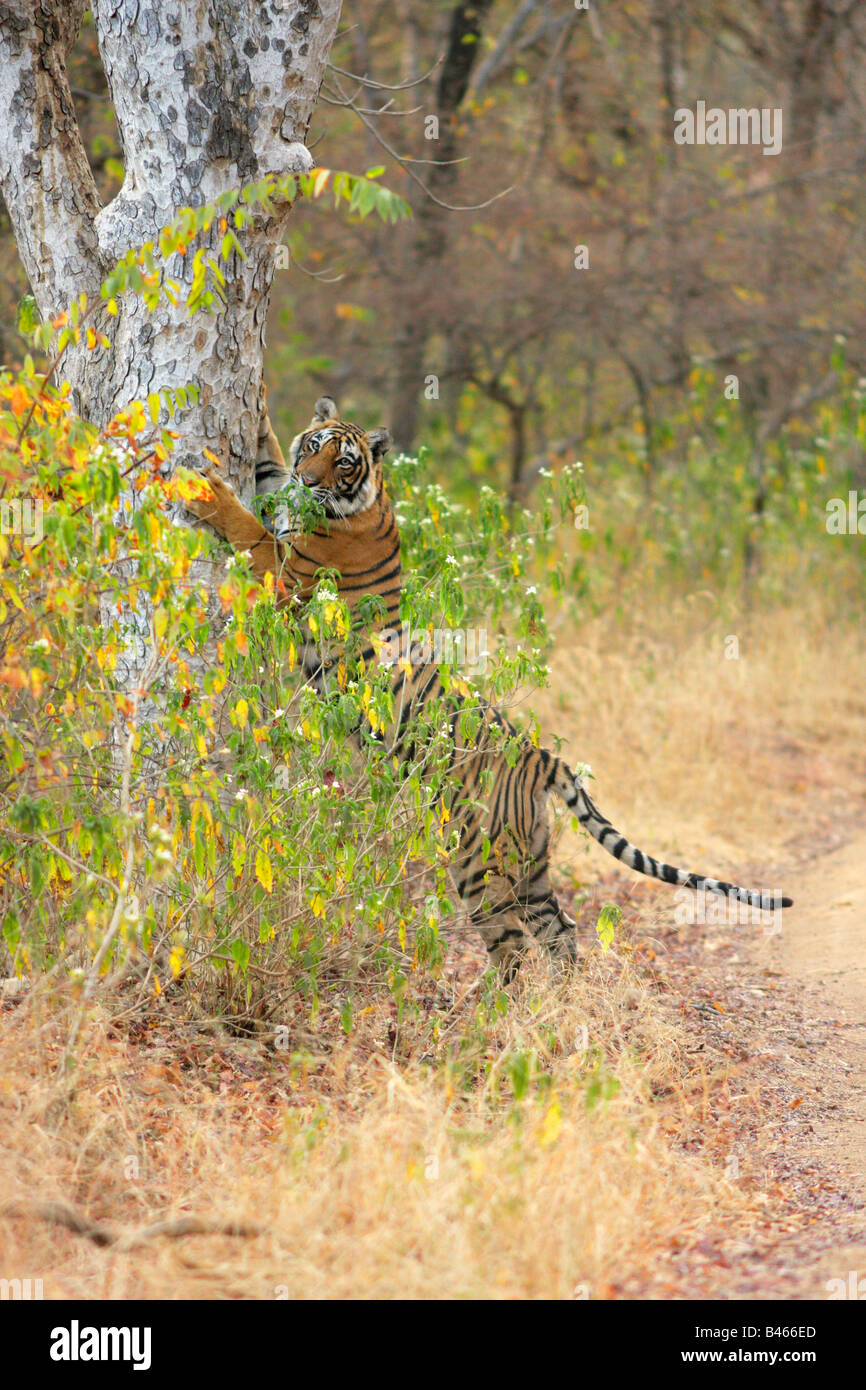 A Bengal Tiger making scratch marks on a tree, Ranthambore Tiger Reserve. (Panthera Tigris) Stock Photo