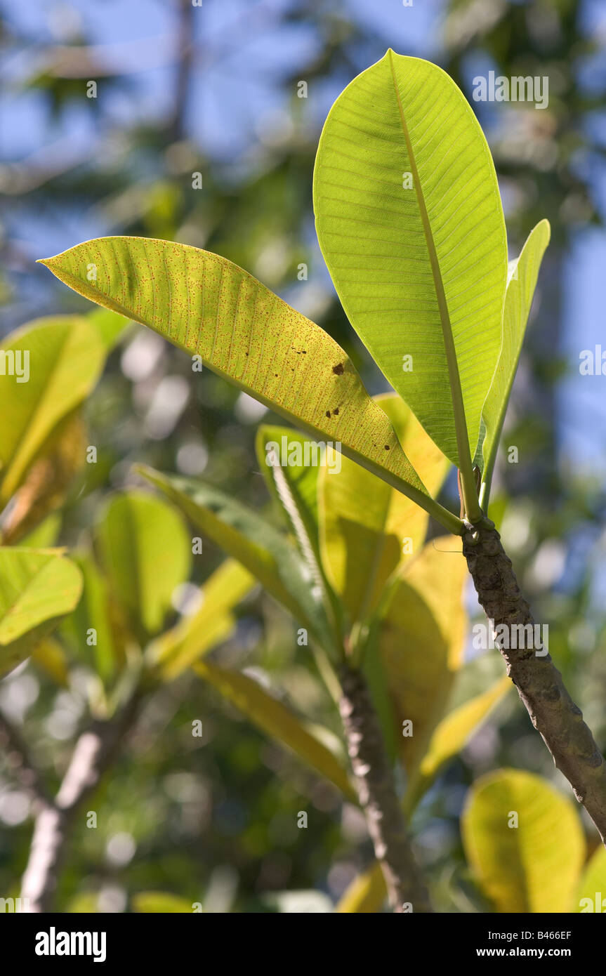 Frangipani Plumeria spp Stock Photo