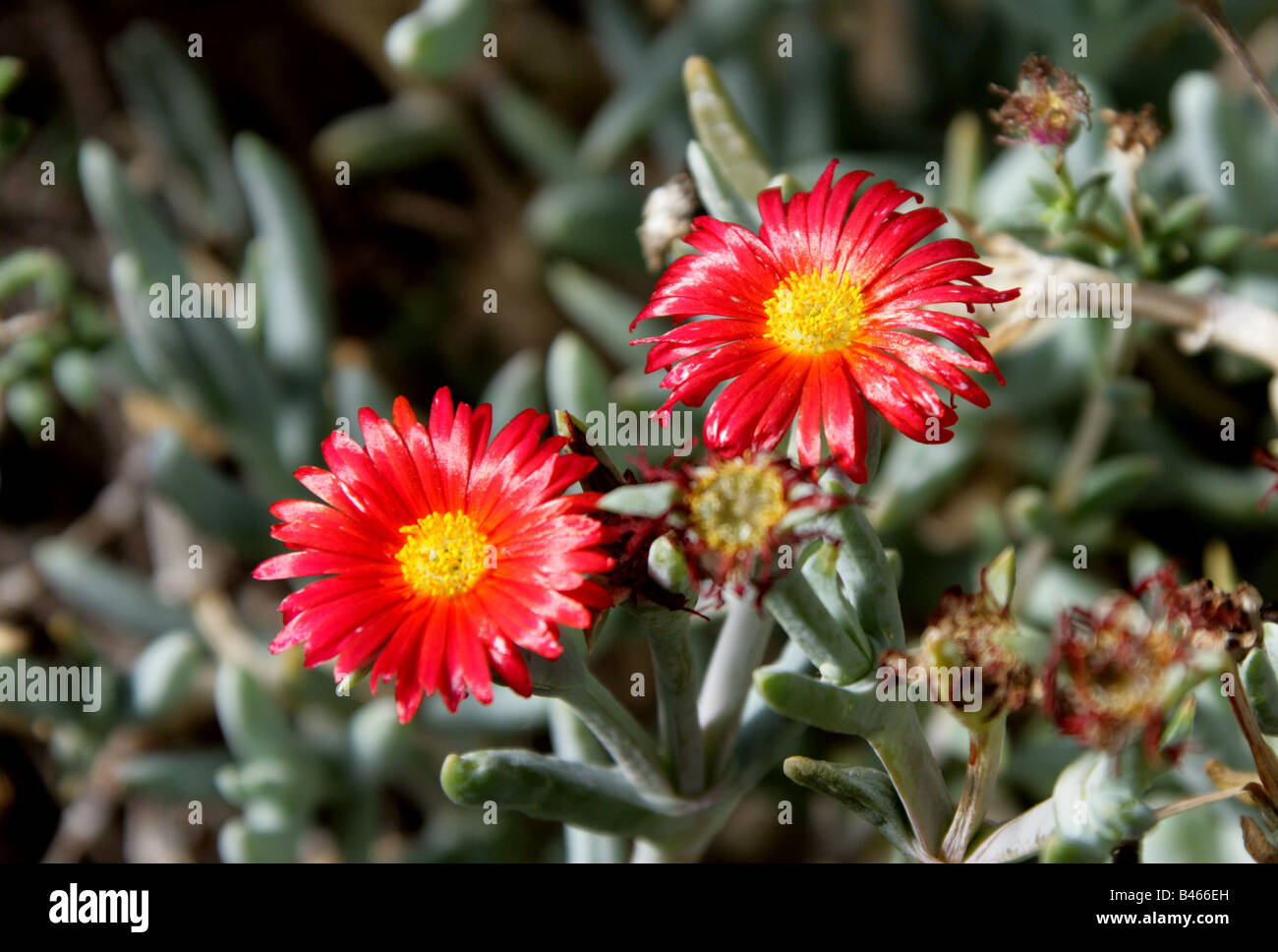 Red Ice Plant aka Coppery Mesemb, Malephora crocea , Aizoaceae, South Africa Stock Photo