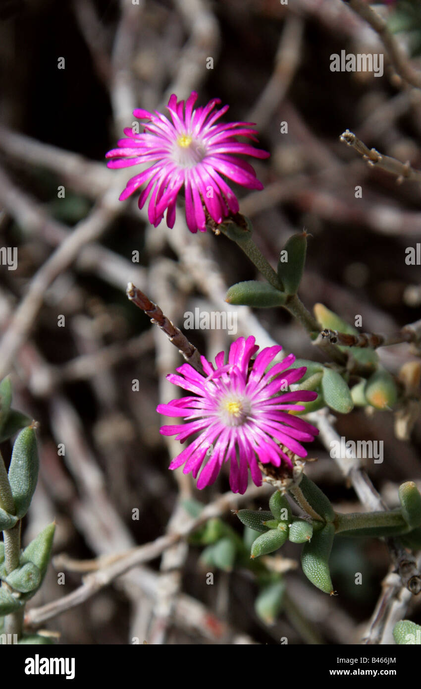 Ice Plant, Cephalophyllum procumbens, Aizoaceae, South Africa Stock Photo