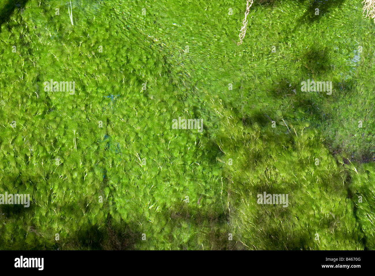 Moss in river Stock Photo - Alamy