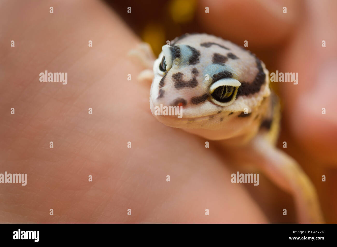 Baby Leopard Gecko Stock Photo