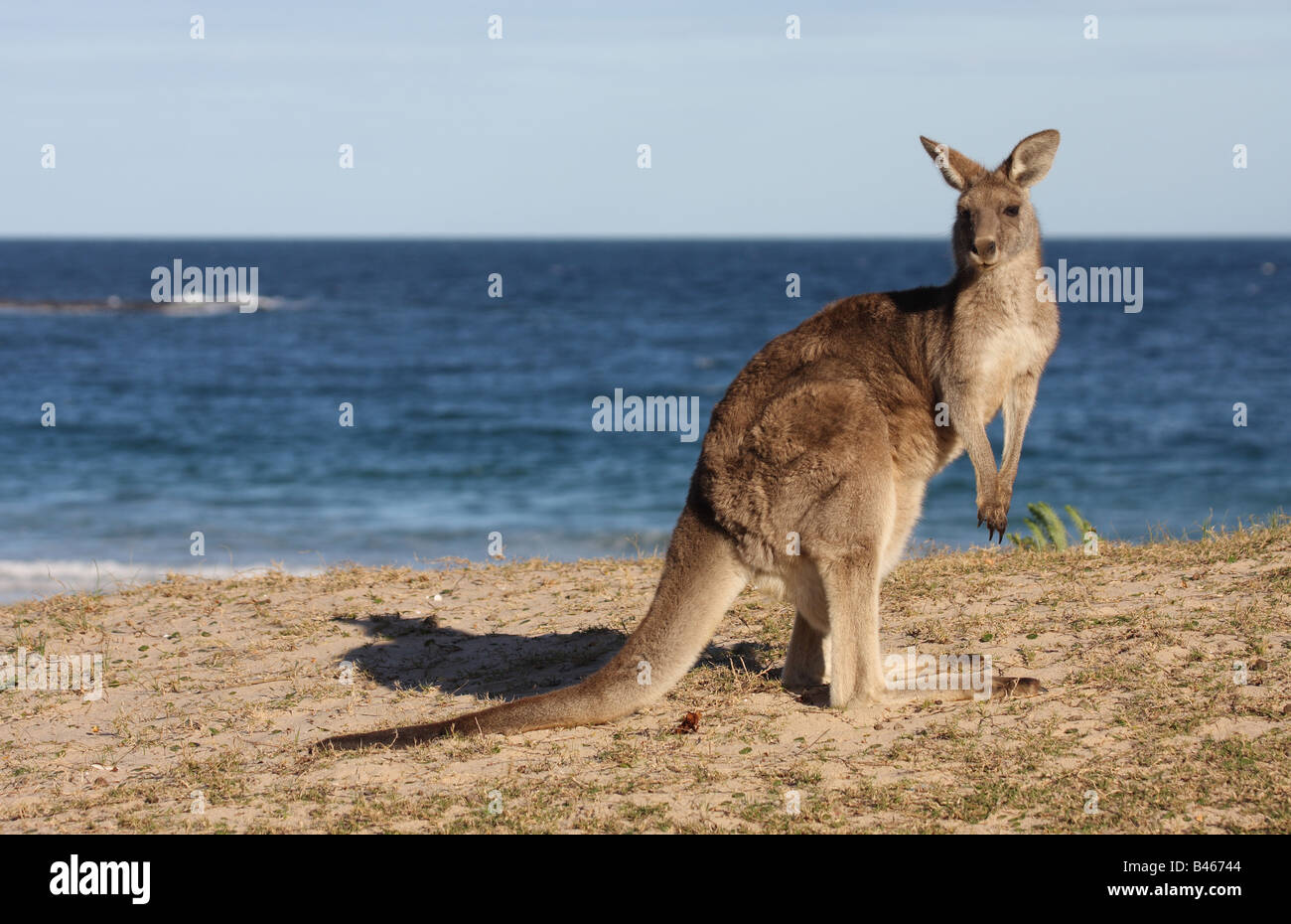 kangaroo on beach Stock Photo